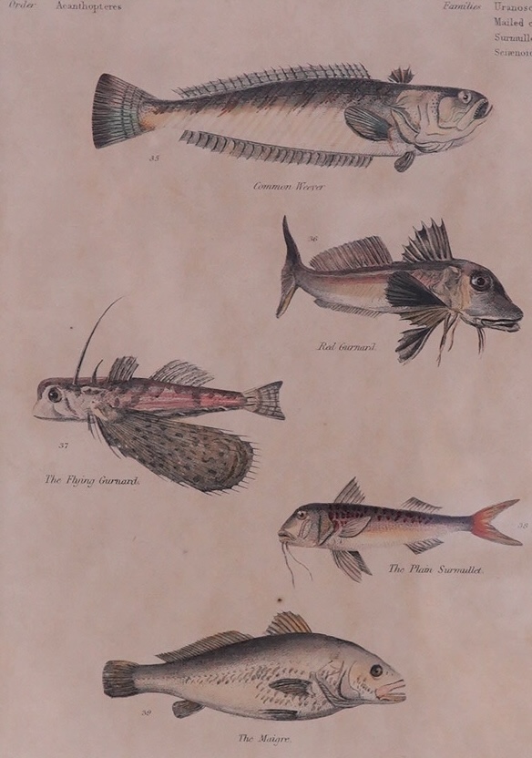 Early 19th century English School, two coloured natural history interest prints, Fish and animals including Common Weever, largest 25.5 x 20cm. Condition - fair, discolouration throughout